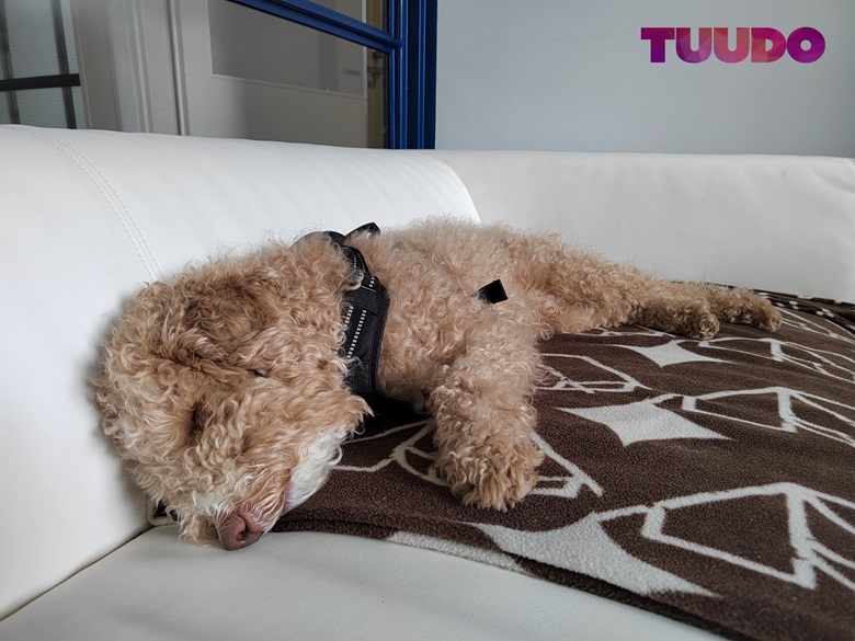 Vaalearuskea Pepe-koira nukkuu kyljellään valkoisella sohvalla.